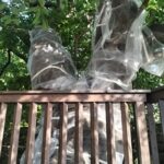 クビアカツヤカミキリ予防対策 名古屋市