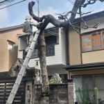 枯れた木の危険性:伐採が必要な理由とは?