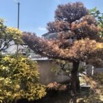 除草剤で松は枯れるのか？