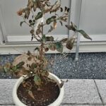 小さな御神木の治療 ― 植木鉢で弱った神さまの木を守るために