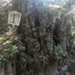 長安寺の授乳のイチョウ　福知山市