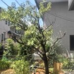 岐阜県岐阜市で花桃の木を樹木医が診断｜娘さんの記念樹の治療事例