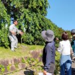 【桜の治療】宇治市植物公園の枝垂れ桜を樹勢回復|韓国樹木医協会から講師依頼