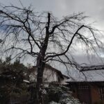 京都市左京区で枝垂れ桜の治療|雪の中で行った桜の再生作業