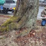 🌸桜の伐採を止めたい方へ｜危険木診断の事例紹介