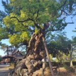 法隆寺のクスノキ
