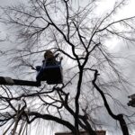 枝垂れ桜の治療 愛知県