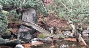 会津三名園の隠れた名庭・可月亭庭園に息づく樹木と石組の美