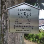 放生院のイチョウ　宇治市名木100選