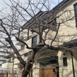 個人様の桜の管理