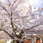 お寺・神社の桜の管理