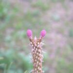 松の花の生きる秘密