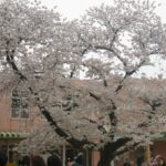 こども園・幼稚園での桜の管理