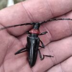 クビアカツヤカミキリ対策 被害木を救う