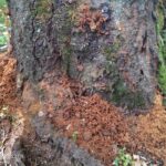 桜から木くずが出ている・・