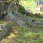木で最も重要な部分はどこ?