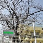こども園・幼稚園の桜の剪定・管理方法|必要な剪定・点検・リスク対策