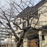 個人宅の桜の剪定・管理方法|個人宅のための桜の剪定・保護・年間管理