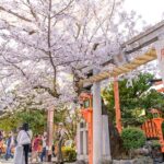 御神木の桜の管理方法｜神社・寺院のための桜の剪定・保護・年間管理