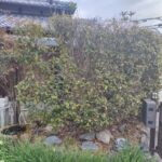 キンモクセイの治療をしました
