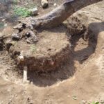 松の移植で枯らさないために|樹木医が実践する根回しの手順と注意点