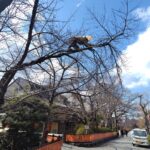 桜は剪定をした方がいいのか?|桜の剪定に対する考え方