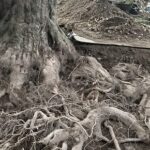 御神木が弱ってきたらまず確認！寺院のための樹木医式・セルフ診断チェックリスト