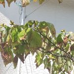 【家庭の樹木医学 第3回】愛樹の顔色、診ていますか?「葉と枝のSOS」と庭で実感する気候変動